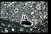 ap1403_11_01