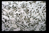 ap1601_13_03