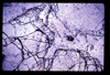 ap1703_17_12