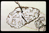 lu2001_02_15