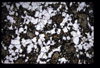 XENO_02_12