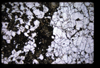 XENO_02_17