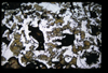 XENO_03_17