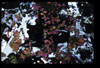 XENO_03_18