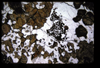 XENO_03_19