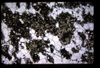 XENO_04_11