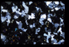 XENO_04_14