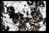 XENO_04_15