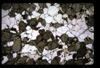 XENO_05_19