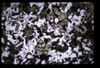 XENO_07_09