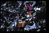 XENO_07_10