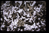 XENO_07_11
