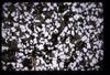 XENO_07_14
