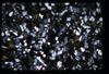 XENO_07_15