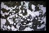 XENO_08_12