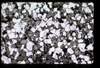 XENO_09_05