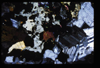 XENO_09_13