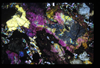 XENO_09_19