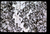 XENO_11_09