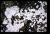 XENO_11_11