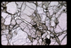 XENO_12_03