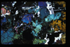 XENO_12_16