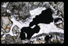 XENO_12_17