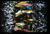 XENO_13_02