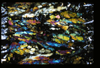 XENO_13_04