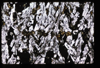 XENO_13_11