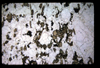 XENO_14_16