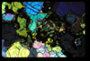 XENO_16_10