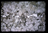 XENO_16_19