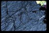 XENO_17_12