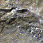 Misc Icon
