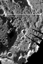 North Pole Mosaic